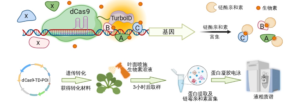 基因&ldquo;捕手&rdquo;上线！精准锁定&ldquo;闪现&rdquo;调控因子