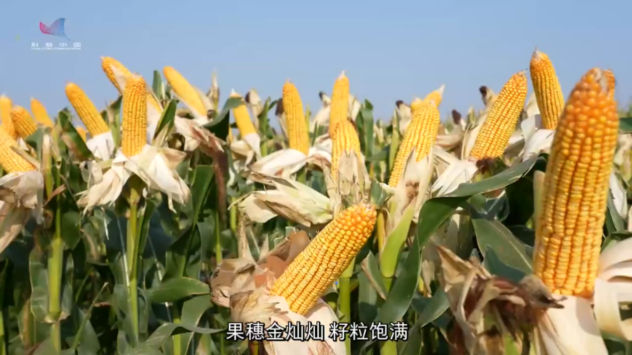 全国粮食安全宣传周｜玉米&ldquo;吨粮田&rdquo;里的科技密码