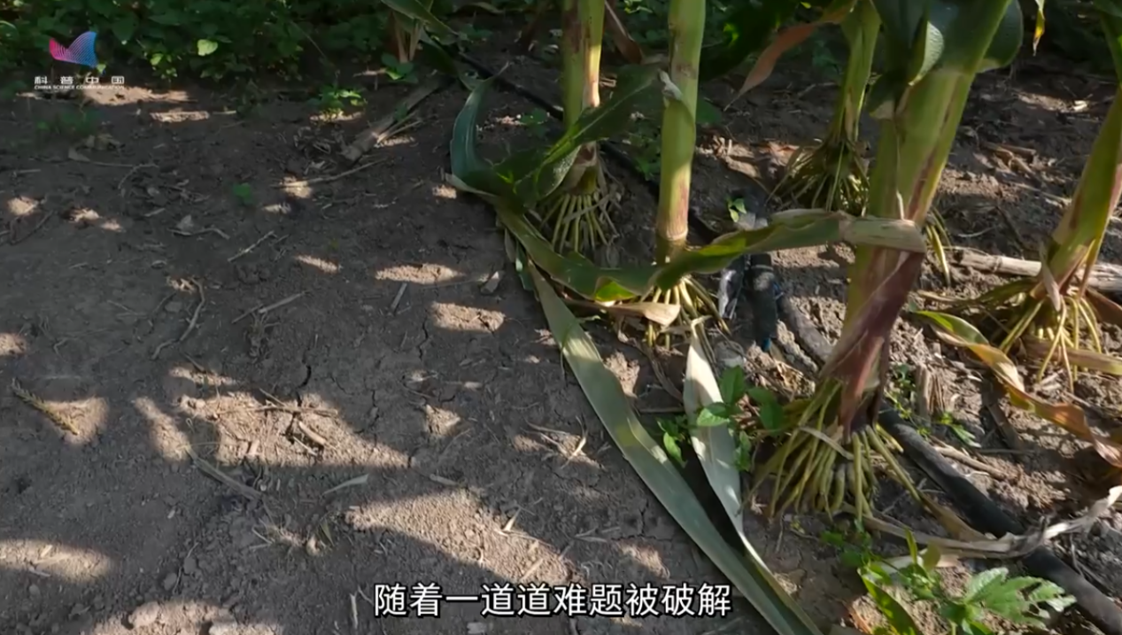 全国粮食安全宣传周｜玉米&ldquo;吨粮田&rdquo;里的科技密码
